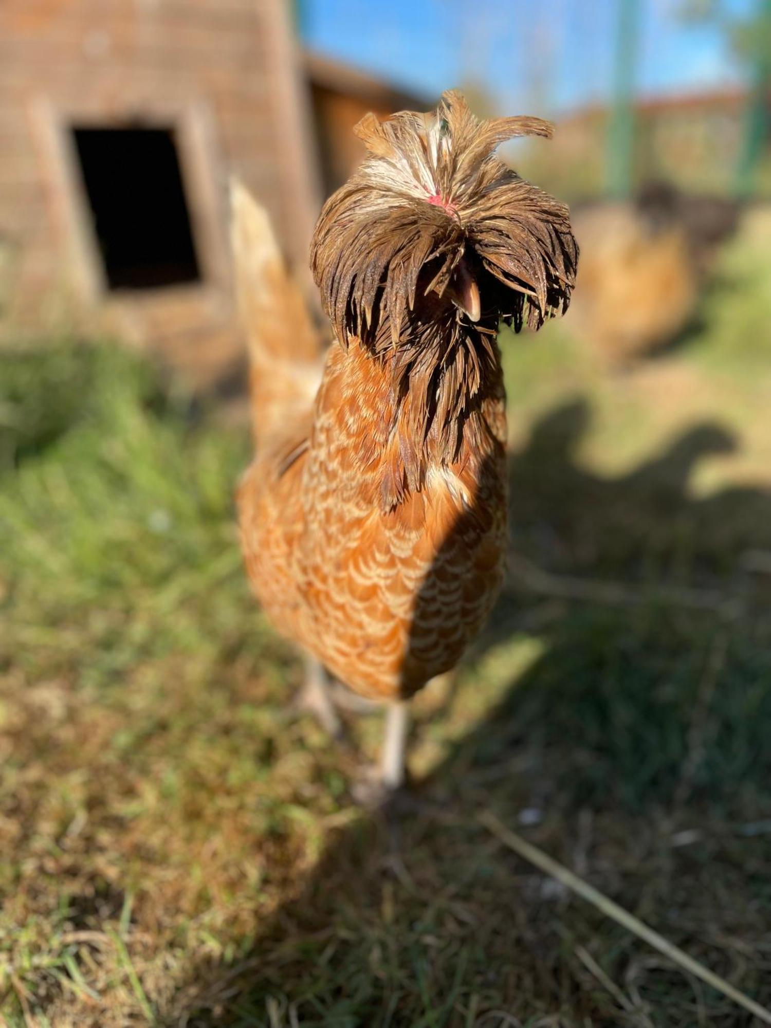 La Ferme Du Paradis Merris Exteriér fotografie