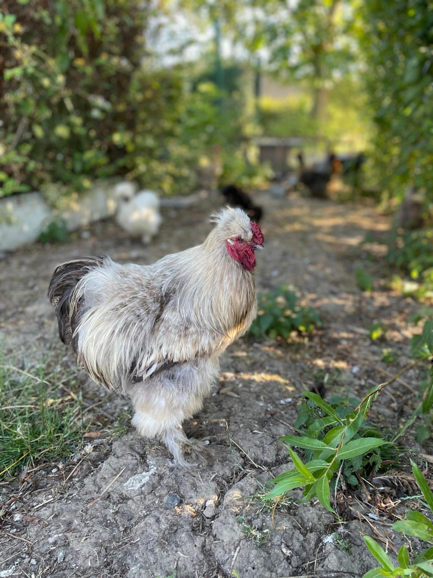 La Ferme Du Paradis Merris Exteriér fotografie